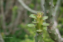 Euphorbia caducifolia